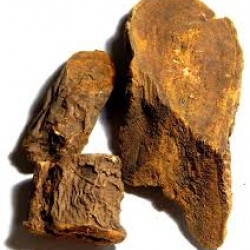 Revand Chini- रेवंद चीनी /Pure Herb/JadiButi