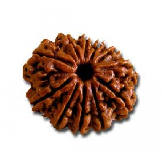 Rudraksh-11 Mukhi-Eleven Face-Rudraksh-Certifide-Pure- Nepali Bead - Round Shape