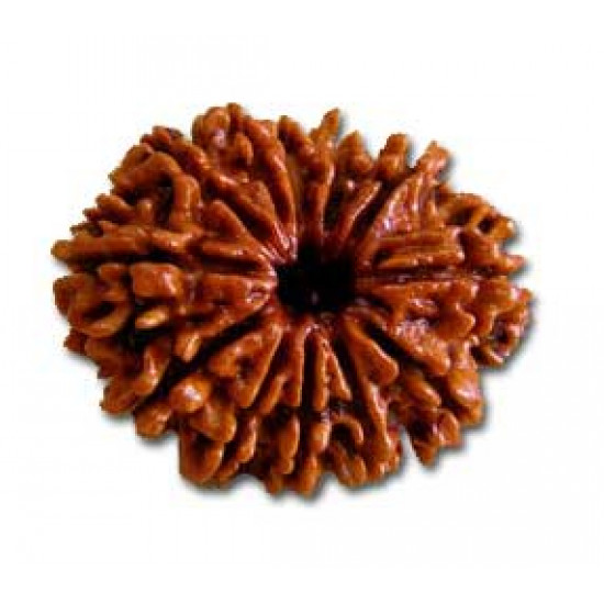 Rudraksh-12 Mukhi-Twelve Face-Rudraksh-Certifide-Pure- Nepali Bead- Natural Rudraksh - Round Shape