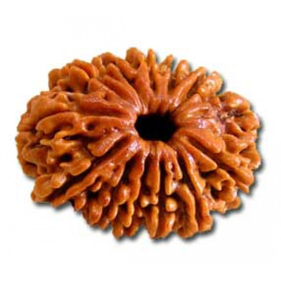 Rudraksh-13 Mukhi-Thirteen Face-Rudraksh-Certifide-Pure- Nepali Bead - Natural Rudraksh - Round Shape