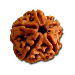 Rudraksh-5 Mukhi-Five Face-Rudraksh-Certifide-Pure- Nepali Bead - Round Shape