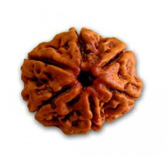 Rudraksh-6 Mukhi-Six Face-Rudraksh-Certifide-Pure- Nepali Bead - Round Shape