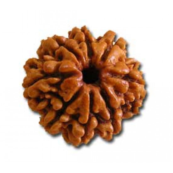 Rudraksh-8 Mukhi-Eight Face-Rudraksh-Certifide-Pure- Nepali Bead - Round Shape Rudraksh-8 Mukhi-Eight Face-Rudraksh-Certifide-Pure- Nepali Bead - Round Shape