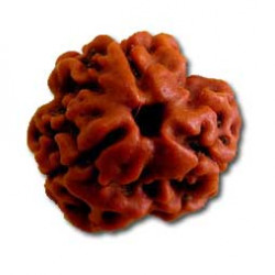 Rudraksh-Three Face-3 Mukhi Certifide Rudraksh Bead - Round Shape