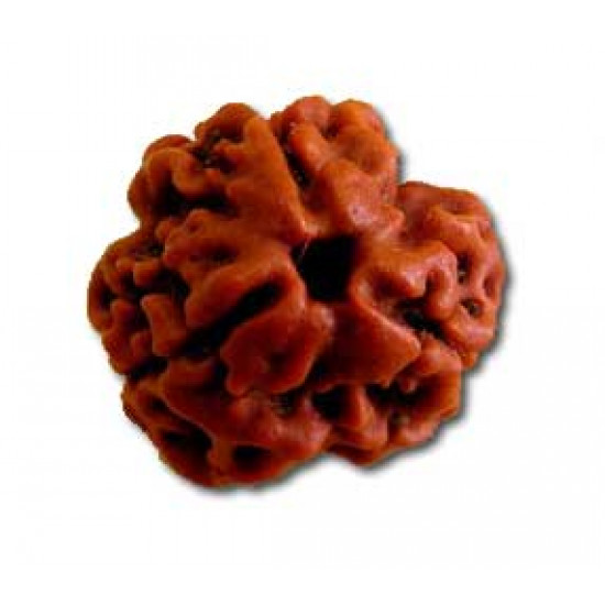 Rudraksh-Three Face-3 Mukhi Certifide Rudraksh Bead - Round Shape